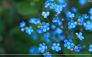 Forget Me Not